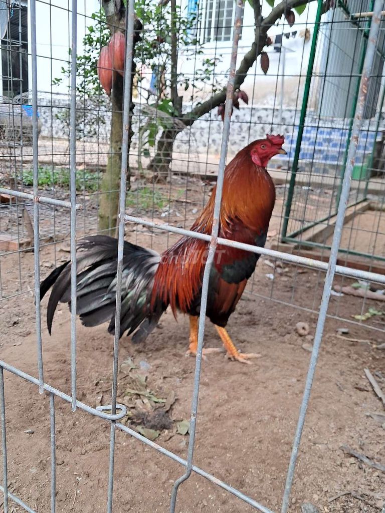 Điều 2ki5. Mua bán Gà tại Huyện Châu Thành Tiền Giang được đăng bởi Trường hình 1