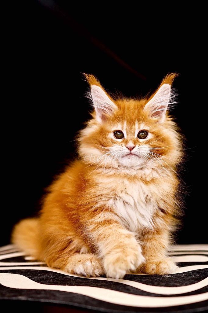 Maine Coon Nhập Khẩu. Mua bán Mèo tại Quận Đống Đa Hà Nội được đăng bởi Nguyễn Thu Trang hình 1