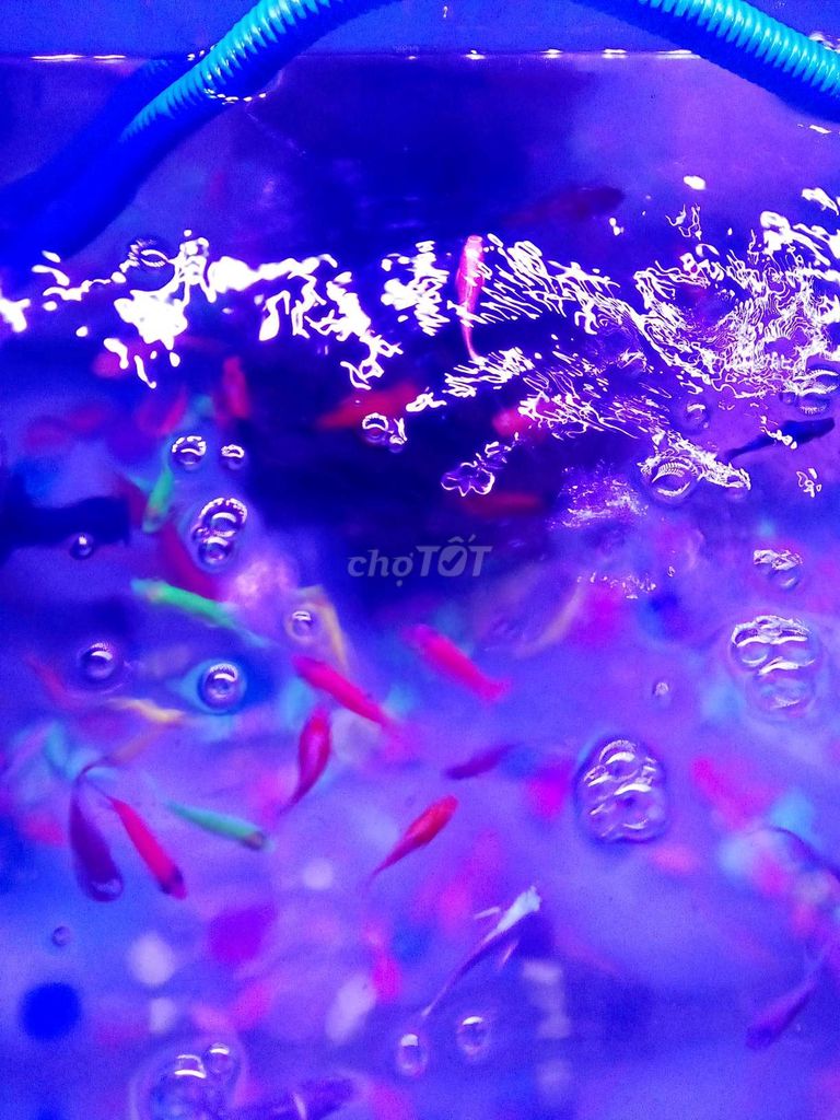 Cá cảnh Cá cánh buồm Nhiều màu. Mua bán Thú cưng khác tại Quận 10 Tp Hồ Chí Minh được đăng bởi a Thanh hình 1