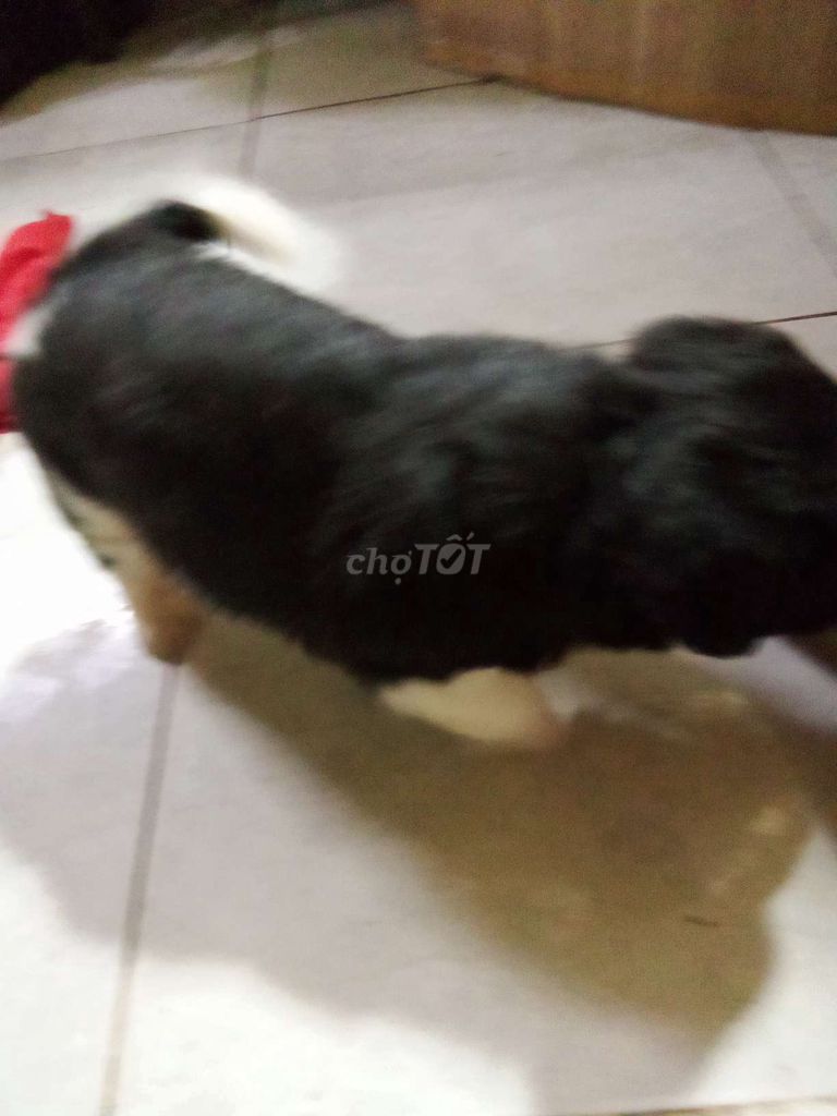 Chó Phốc Sóc Đen trắng. Mua bán Chó tại Quận 10 Tp Hồ Chí Minh được đăng bởi Huong Le hình 1