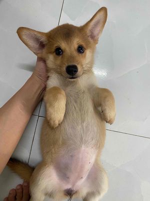 bé corgi lai cái full vàng lôbg mềm 2 tháng. Mua bán Chó tại Quận Bình Tân Tp Hồ Chí Minh được đăng bởi nhi