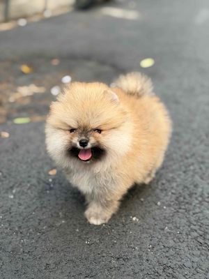 pom mini. Mua bán Chó tại Quận Tân Bình Tp Hồ Chí Minh được đăng bởi Minh vương