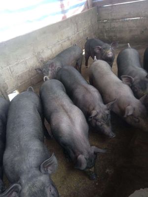 Heo mọi đen H'mông. Mua bán Đồ chuyên dụng, Giống nuôi trồng tại Quận Gò Vấp Tp Hồ Chí Minh được đăng bởi Kha Văn Tỉnh