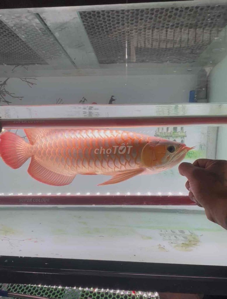 Cá cảnh Huyết long Đỏ 53-55 cm. Mua bán Thú cưng khác tại Thị xã Bến Cát Bình Dương được đăng bởi DANG VAN SANG hình 1