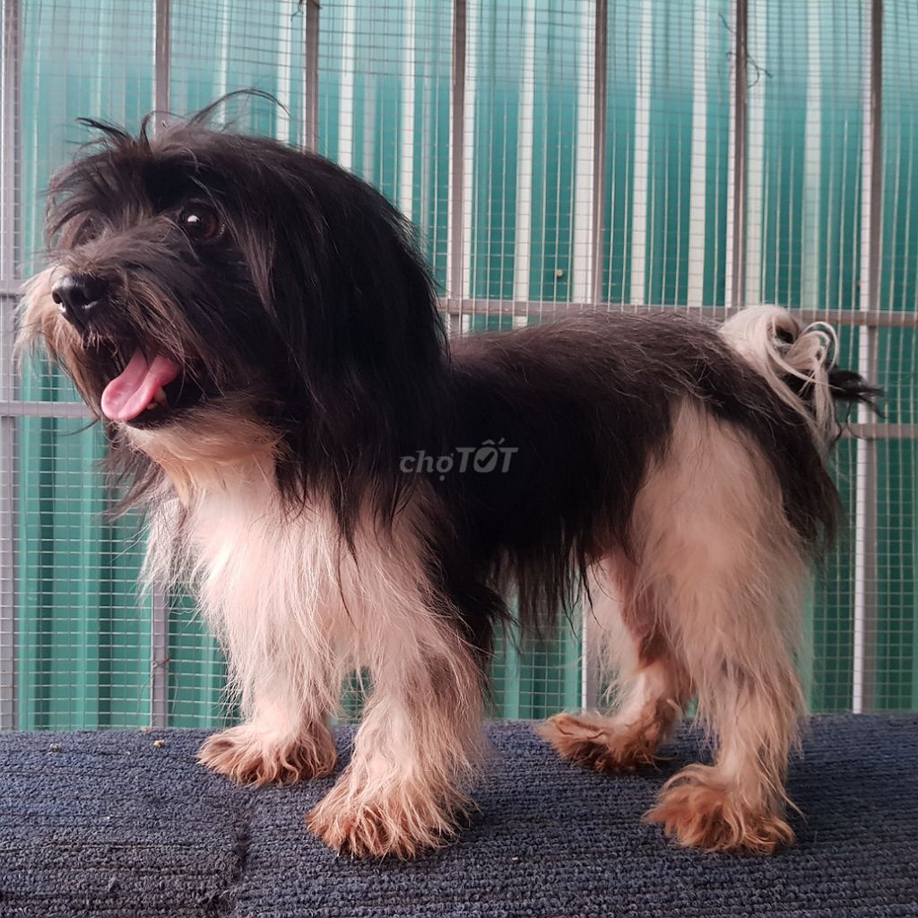 Chó poodle bò sữa đực