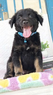 Trai Nhật F xin chào sen ạ💞💞💞