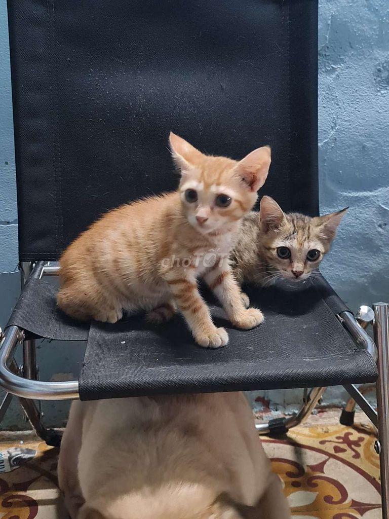 Mèo aln lai 1 đến 3 tháng tuổi