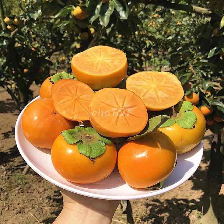 Cây giống Hồng giòn Đà Lạt. Mua bán Đồ chuyên dụng, Giống nuôi trồng tại Huyện Sông Lô Vĩnh Phúc được đăng bởi Nhà vườn Ngọc Trang hình 1