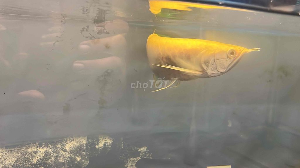 Cá Rồng Albino Vàng. Mua bán Thú cưng khác tại Quận Tân Bình Tp Hồ Chí Minh được đăng bởi Lương Trọng Quyền hình 1