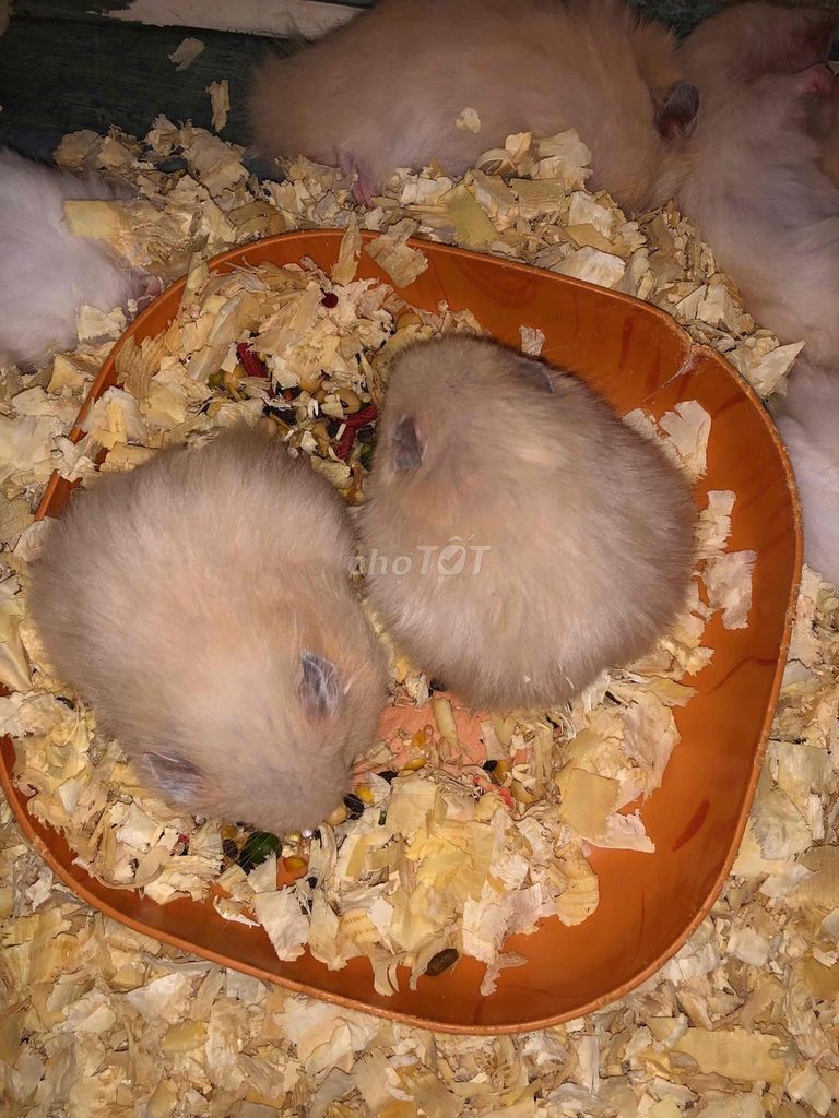 Chuột Hamster Bear xù Mơ dưới 2 tháng. Mua bán Thú cưng khác tại Quận Bình Tân Tp Hồ Chí Minh được đăng bởi Ở trọ bày đặt bán chụtt hình 1