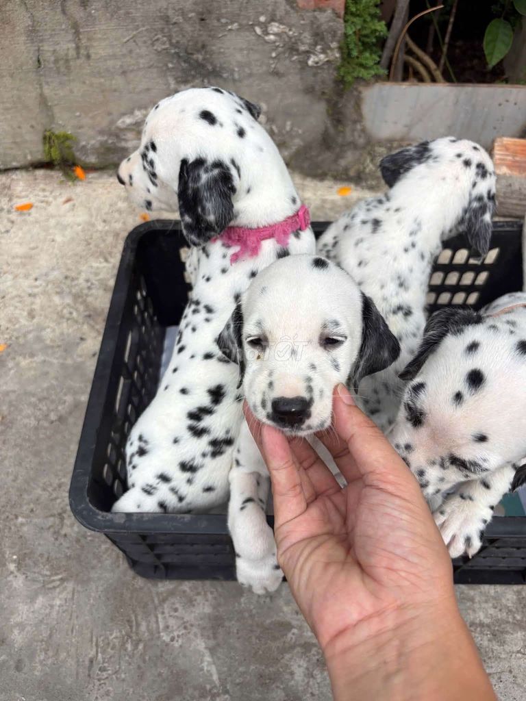 Chó Dalmatian 2 tháng tuổi. Mua bán Chó tại Huyện Trảng Bom Đồng Nai được đăng bởi suny hình 1