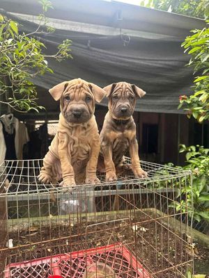 Chó Shar Pei con nâu vàng cả hai