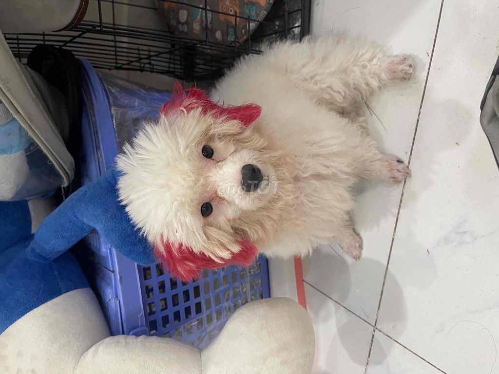 POODLE ĐỰC