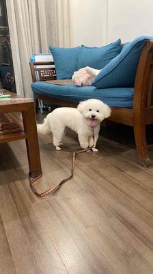 bichon lai poodle. Mua bán Chó tại Quận Long Biên Hà Nội được đăng bởi phương