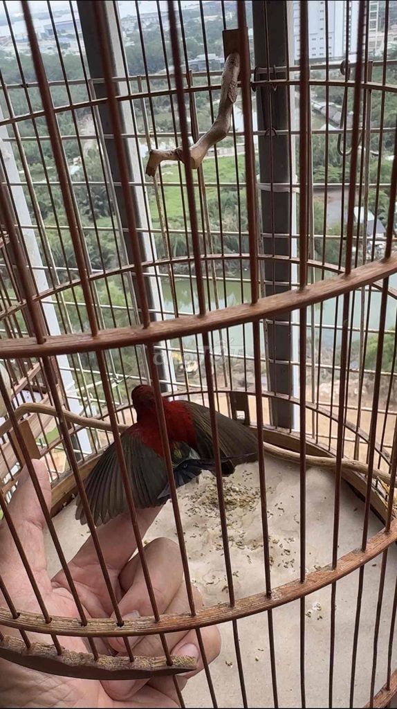 Chim Hút mật xác pháo 3 mùa. Mua bán Chim tại Quận 7 Tp Hồ Chí Minh được đăng bởi Chu Phong Quang hình 1