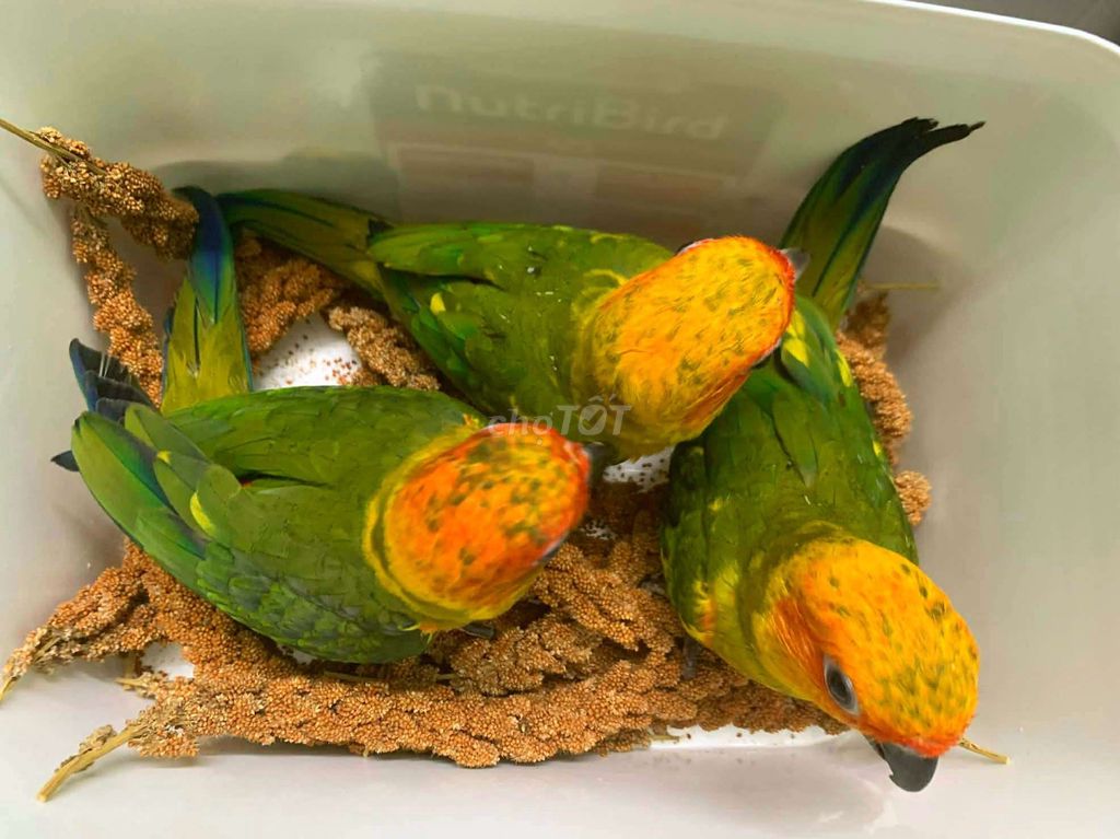 Vẹt Sun Conure dạy Nói. Mua bán Chim tại Quận Tân Phú Tp Hồ Chí Minh được đăng bởi Chim Vẹt Cảnh TPHCM hình 1