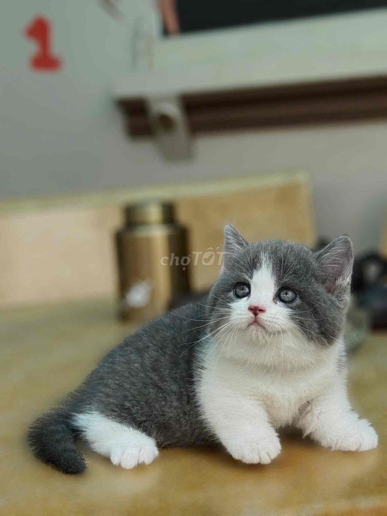 Mèo Anh Lông Ngắn Chân Ngắn Màu Bicolor. Mua bán Mèo tại Quận Gò Vấp Tp Hồ Chí Minh được đăng bởi ti pet town hình 1