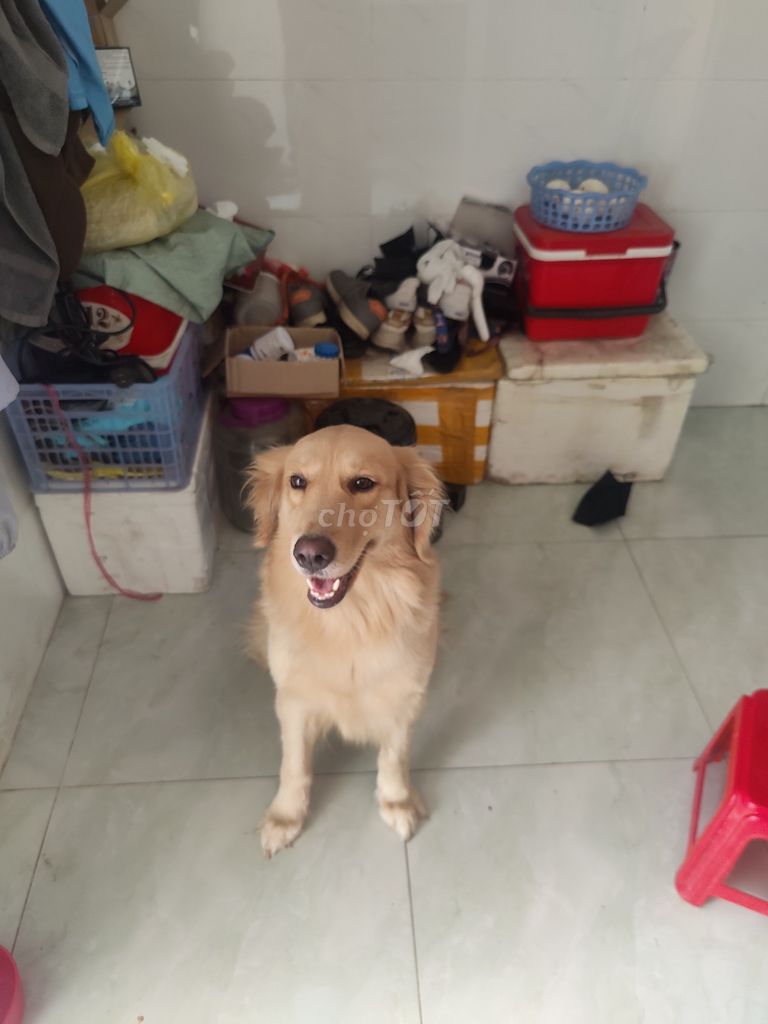 Chó Golden Retriever 3 tuổi. Mua bán Chó tại Thành phố Biên Hòa Đồng Nai được đăng bởi Mr T hình 1