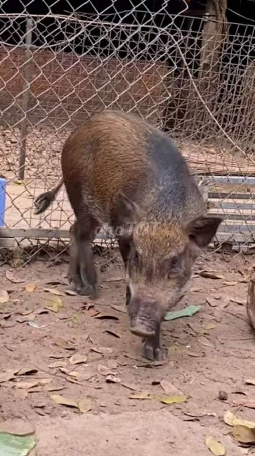 Heo lai r r 20kg đến 50kg giá 150k 1kg❤️❤️❤️