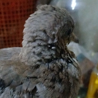 Chim cú gáy việt, pháp, thái bông lai