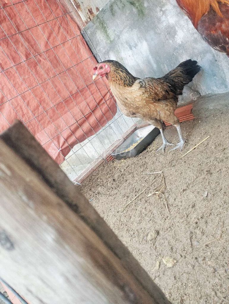 Gà mái Nâu đen 2.2kg đang đẻ. Mua bán Gà tại Huyện Bình Chánh Tp Hồ Chí Minh được đăng bởi Phát hình 1