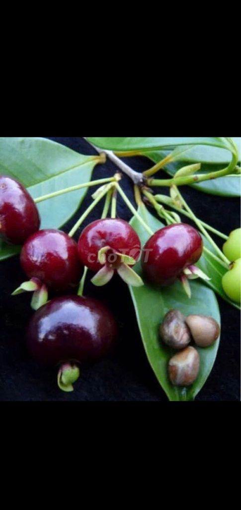 Cây  Cherry Brarin. Mua bán Đồ chuyên dụng, Giống nuôi trồng tại Quận Gò Vấp Tp Hồ Chí Minh được đăng bởi Tô Kem  hình 1
