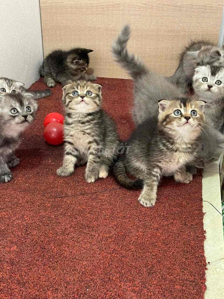 Mèo aln cute tìm nhà mới. Mua bán Mèo tại Huyện Quốc Oai Hà Nội được đăng bởi Đỗ Hồng Sơn hình 1