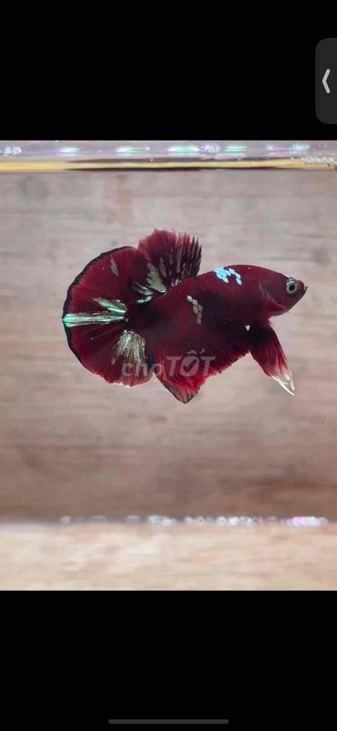 Cá Betta Plakat Koi Đỏ Trống 3-3.5cm. Mua bán Thú cưng khác tại Quận 3 Tp Hồ Chí Minh được đăng bởi Long hình 1