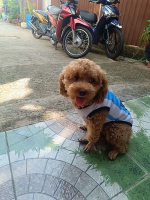 Poodle đực cần cho phối