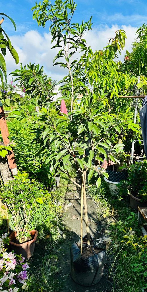 Hồng xiêm xoài cây lớn khoẻ đẹp bông trái. Mua bán Cây cảnh, đồ trang trí tại Quận Gò Vấp Tp Hồ Chí Minh được đăng bởi Vườn Kiểng Nhà Nị Ny hình 1