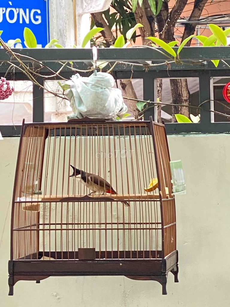 Chim chào mào bổi siêng sổ. Mua bán Chim tại Quận Sơn Trà Đà Nẵng được đăng bởi Tín hình 1