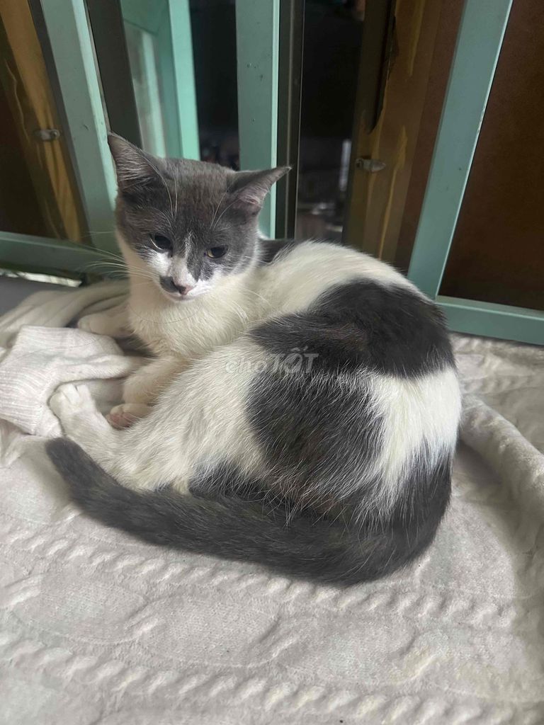 Cho Mèo Có Thu Phí. Mua bán Mèo tại Thành phố Thủ Đức Tp Hồ Chí Minh được đăng bởi Đoàn Thụy Minh Uyên hình 1