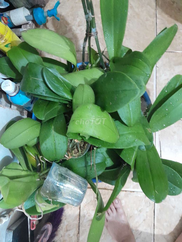 Chậu lan Xanh lá dễ chăm sóc trang trí. Mua bán Cây cảnh, đồ trang trí tại Quận Hoàng Mai Hà Nội được đăng bởi Hương Ly hình 1