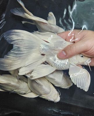 Chép Sư tử supper short cối nhập 20cm size to