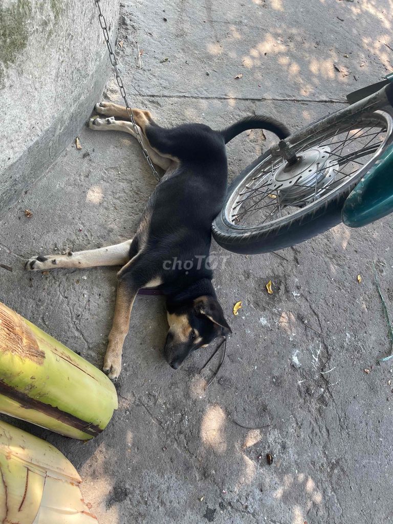 Chó giống nhỏ màu Đen Trắng. Mua bán Chó tại Huyện Hóc Môn Tp Hồ Chí Minh được đăng bởi Vothihongvan  hình 1