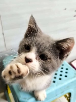 Mèo Munchkin cái Bicolor