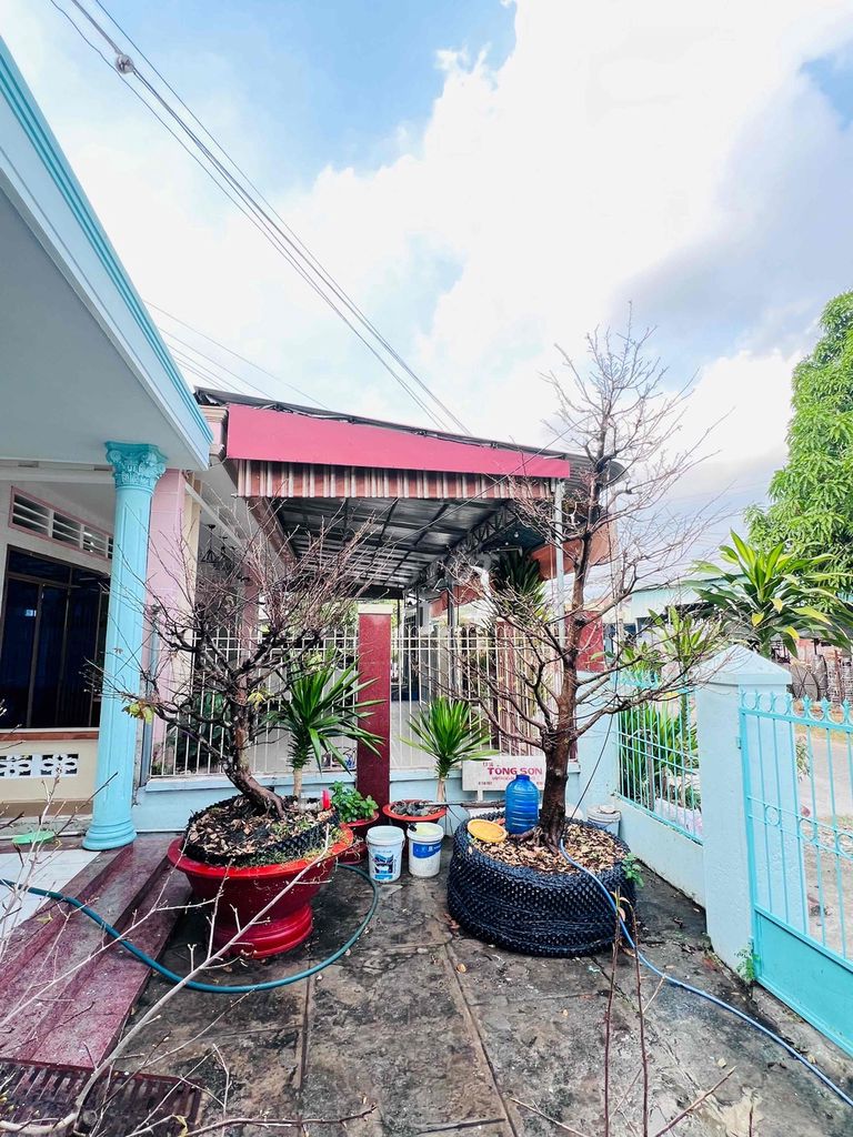 MAI DÃO ZIN TÂY NINH 5 cánh vàng thơm hương. Mua bán Cây cảnh, đồ trang trí tại Huyện Hòa Thành Tây Ninh được đăng bởi Tiến Phát hình 1