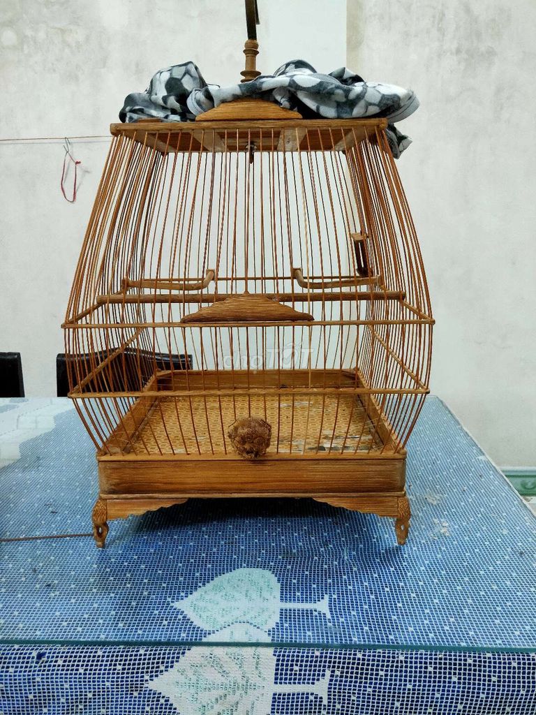 giao lưu . Mua bán Chim tại Quận Sơn Trà Đà Nẵng được đăng bởi Đoàn Văn Tâm hình 1