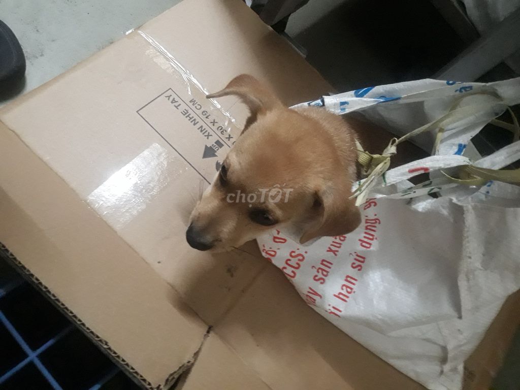 Chó con Nâu 4kg. Mua bán Chó tại Thành phố Vĩnh Long Vĩnh Long được đăng bởi thanh nhan hình 1