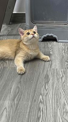 Mèo Golden màu Ny