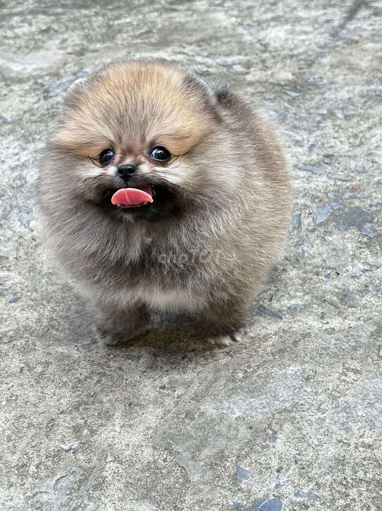 Pom mini