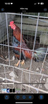 Ai cần liên hệ em. Lại nhà bắt không ship. Mua bán Gà tại Quận Bình Tân Tp Hồ Chí Minh được đăng bởi Quân Trần Minh