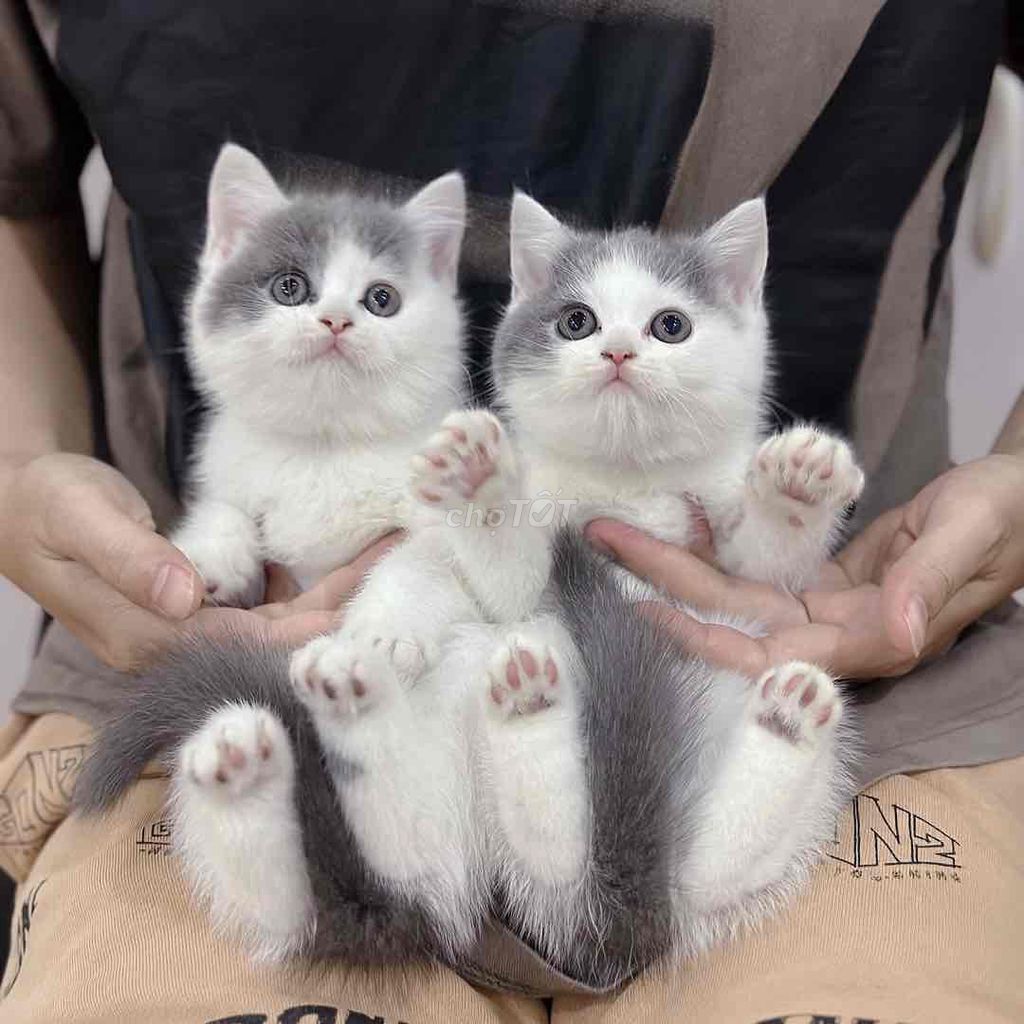 2 bé mèo đã tiêm. Mua bán Mèo tại Huyện Hoài Đức Hà Nội được đăng bởi Mei Mei hình 1