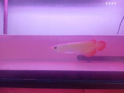 Cá Rồng Huyết long Bạch Ngọc.Đuôi càng limeted. Mua bán Thú cưng khác tại Thành phố Thủ Đức Tp Hồ Chí Minh được đăng bởi bình
