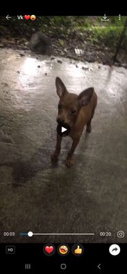 Bán nhanh phốc huơu cái. Mua bán Chó tại Huyện Gia Lâm Hà Nội được đăng bởi sơn