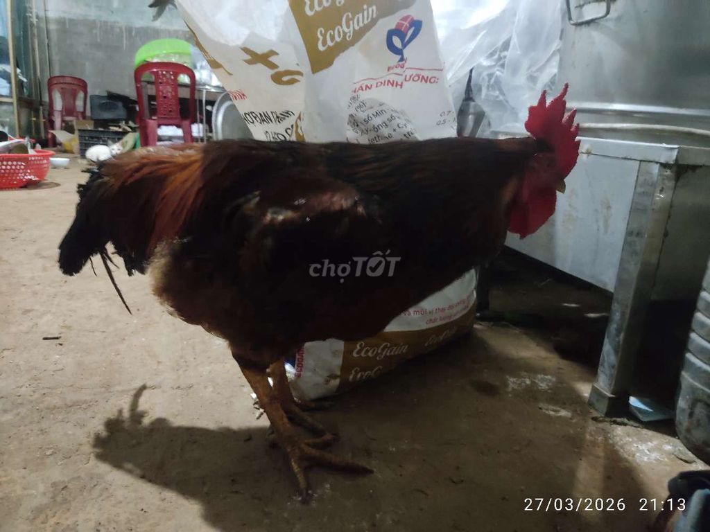 Gà trống nuôi cảnh đã tiêm. Mua bán Gà tại Huyện Ea Kar Đắk Lắk được đăng bởi thắng hình 1