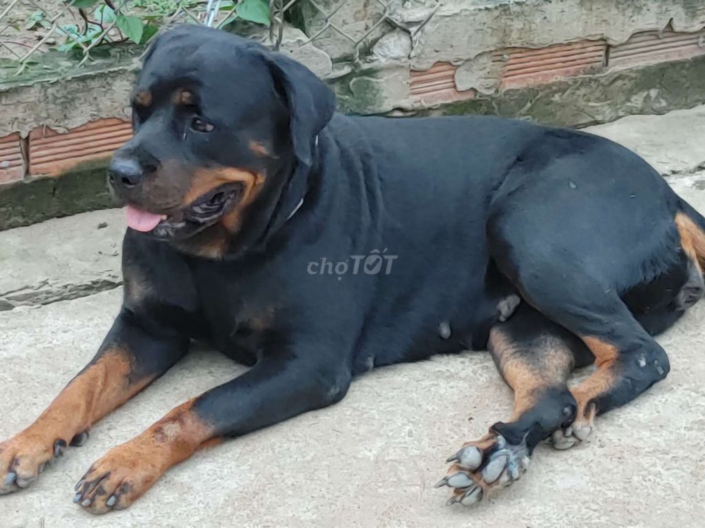 Bán Rottweiler Cái Khủng Long. Mua bán Chó tại Thành phố Thủ Dầu Một Bình Dương được đăng bởi Nhân Rottweiler  hình 5
