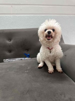 Chó Poodle Tiny cái tơ 2kg2