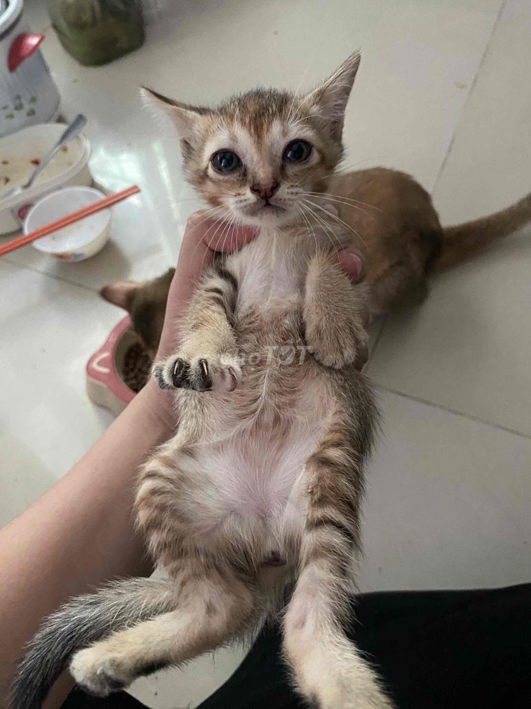 Cần tìm chủ mới cho bé. Mua bán Mèo tại Quận Tân Bình Tp Hồ Chí Minh được đăng bởi Võ Đình Thuận hình 1
