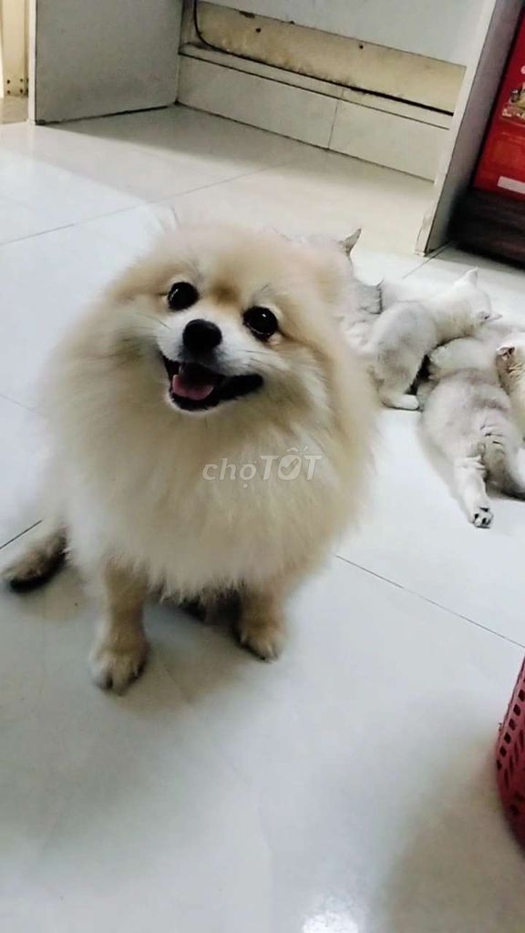 Chó phốc sóc tt ss1lua. Mua bán Chó tại Quận Gò Vấp Tp Hồ Chí Minh được đăng bởi Phương Karachi hình 4